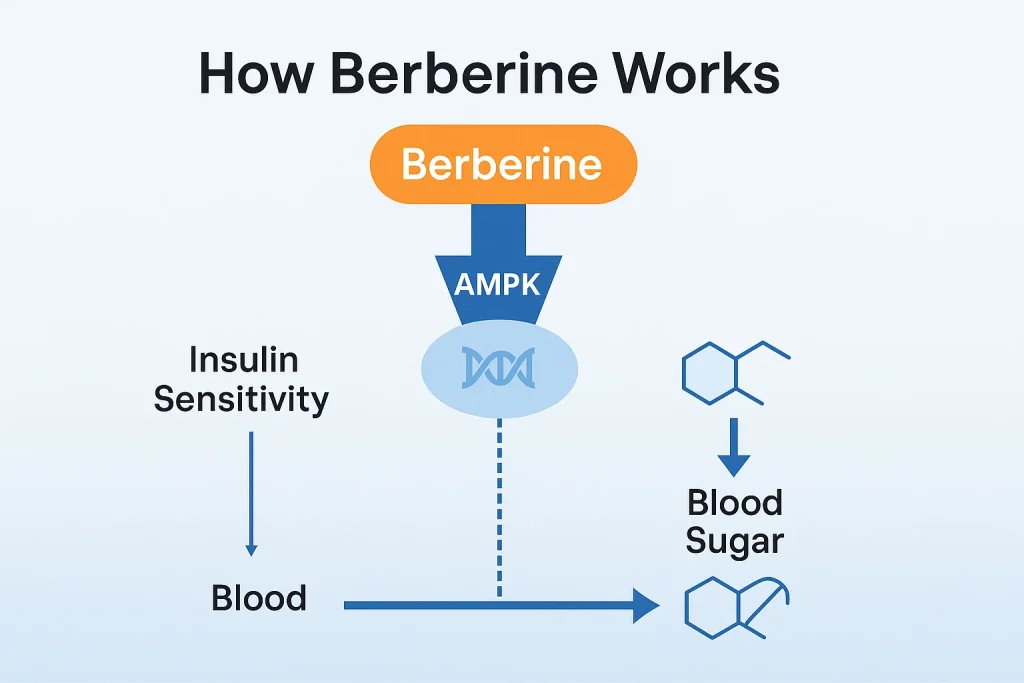 Infographic showing how berberine activates AMPK pathway to improve insulin sensitivity and lower blood sugar, educational diagram for diabetes supplements