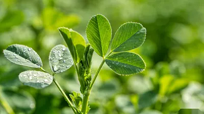 leafy green plants such as alfalfa and parsley as natural sources of chlorophyll